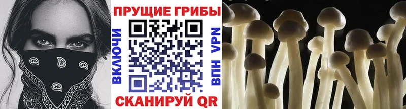 Галлюциногенные грибы Magic Shrooms  наркошоп  Богородск 